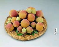 藏品(陶製水果)的圖片